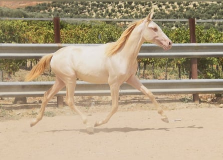 PRE, Mare, 1 year, 15,2 hh, Perlino