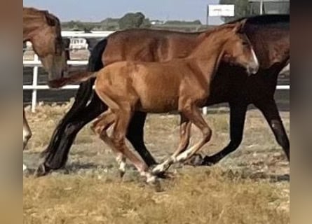 PRE Mix, Mare, 1 year, 16.1 hh, Chestnut-Red