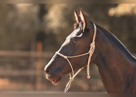 PRE, Mare, 1 year, 16 hh, Grey