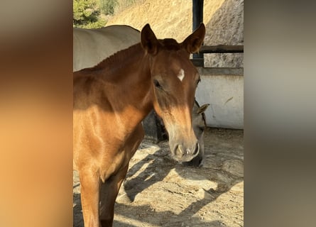 PRE Mix, Mare, 1 year, 16,1 hh, Chestnut-Red