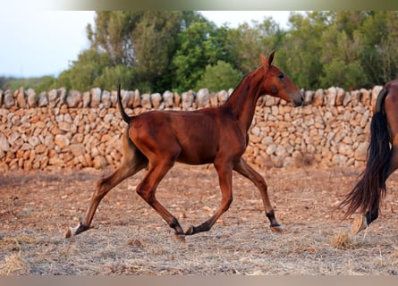 PRE Mix, Mare, 1 year, Bay