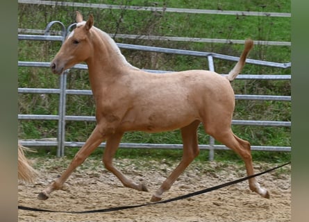 PRE, Mare, 1 year