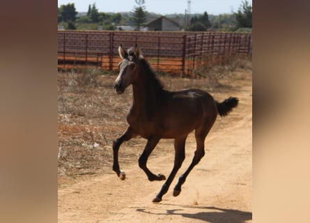 PRE, Mare, 1 year, Buckskin