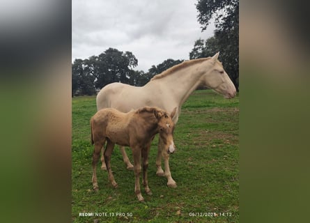 PRE, Mare, 1 year, Champagne