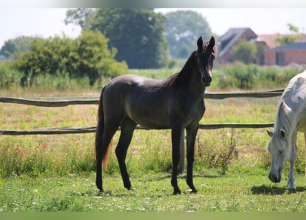 PRE, Mare, 1 year, Gray