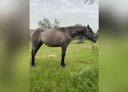 PRE, Mare, 1 year, Grey