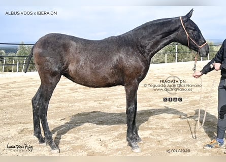 PRE Mix, Mare, 1 year, Grey-Fleabitten