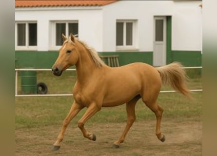 PRE Mix, Mare, 1 year, Overo-all-colors