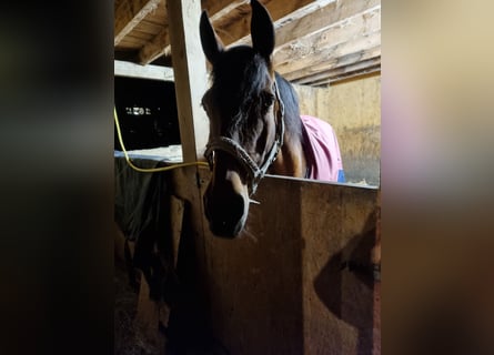 PRE Mix, Mare, 20 years, 16 hh, Brown
