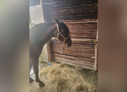 PRE Mix, Mare, 20 years, 16 hh, Brown