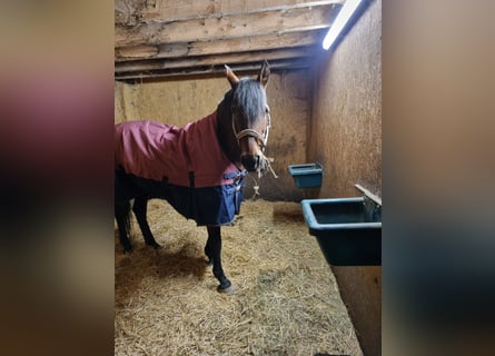 PRE Mix, Mare, 20 years, 16 hh, Brown