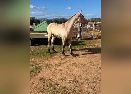 PRE, Mare, 2 years, 14.1 hh, Buckskin