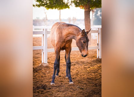 PRE Mix, Mare, 2 years, 14,2 hh, Brown