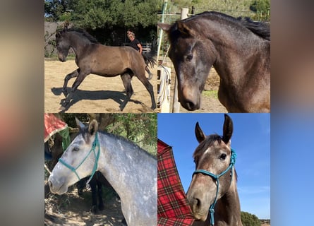PRE, Mare, 2 years, 14,2 hh, Grey