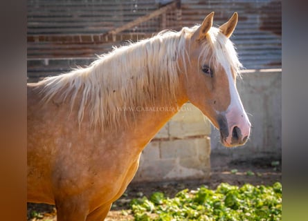 PRE, Mare, 2 years, 14,2 hh, Palomino