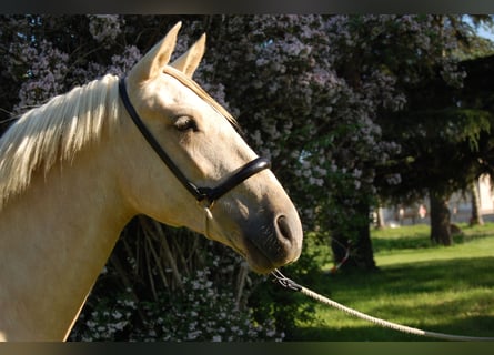 PRE Mix, Mare, 2 years, 14,3 hh, Palomino