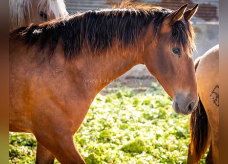 PRE, Mare, 2 years, 15,1 hh, Brown