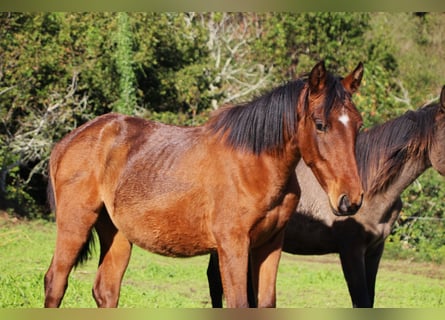 PRE, Mare, 2 years, 15,1 hh, Brown