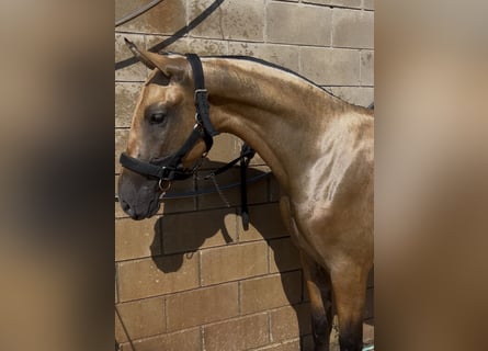 PRE Mix, Mare, 2 years, 15.1 hh, Dun