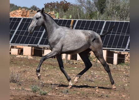 PRE, Mare, 2 years, 15,1 hh, Gray