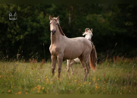 PRE Mix, Mare, 2 years, 15.2 hh, Champagne
