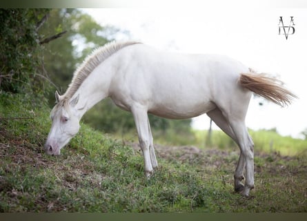 PRE, Mare, 2 years, 15.2 hh, Cremello