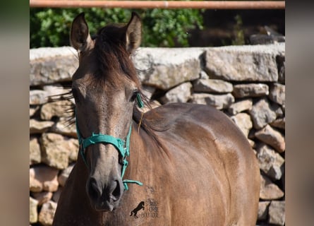 PRE, Mare, 2 years, 15.2 hh, Dun