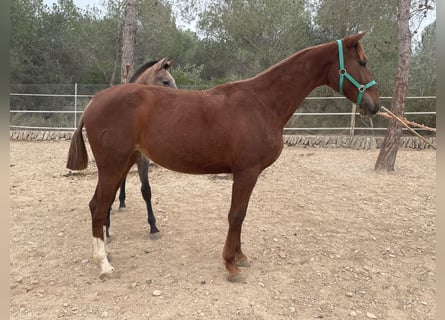 PRE, Mare, 2 years, 15.3 hh, Chestnut-Red