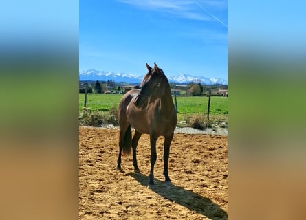 PRE, Mare, 2 years, 15 hh, Black