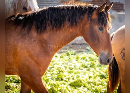 PRE, Mare, 2 years, 15,1 hh, Brown