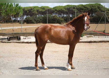 PRE Mix, Mare, 2 years, 15,2 hh, Chestnut-Red