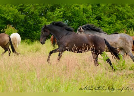 PRE, Mare, 2 years, 15,2 hh, Gray-Dark-Tan
