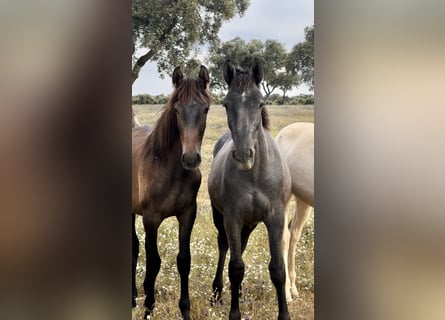 PRE Mix, Mare, 2 years, 16,2 hh, Gray