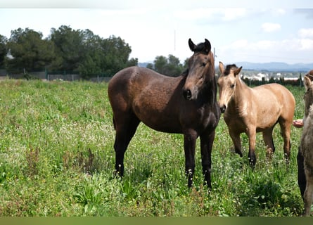 PRE Mix, Mare, 2 years, 16 hh, Bay-Dark