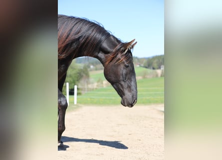 PRE, Mare, 2 years, 16 hh, Black