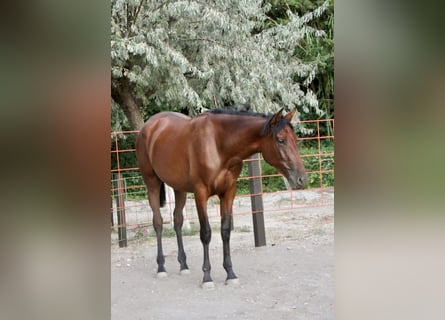 PRE, Stute, 2 Jahre, 16 hh, Brauner