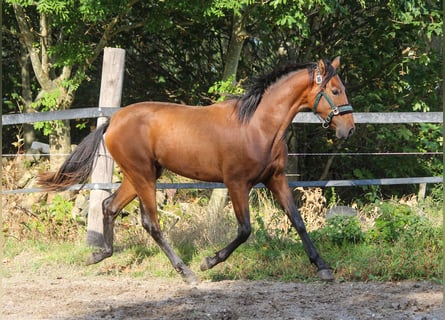 PRE, Mare, 2 years, 16 hh, Brown