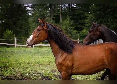 PRE, Mare, 2 years, 16 hh, Brown-Light