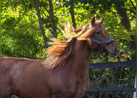 PRE Mix, Mare, 2 years, 16 hh, Chestnut-Red
