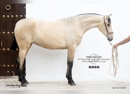 PRE, Mare, 2 years, 16 hh, Dun