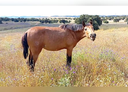 PRE Mix, Mare, 2 years, 16 hh, Dun