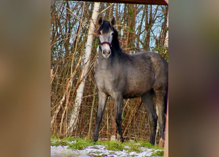PRE, Mare, 2 years, 16 hh, Gray