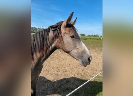 PRE, Mare, 2 years, 16 hh, Gray