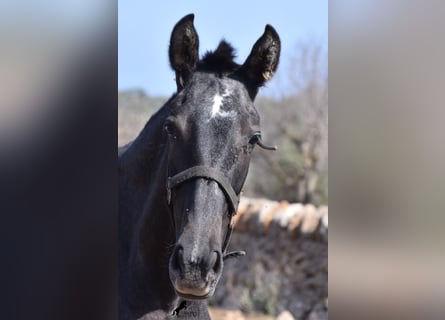 PRE, Mare, 2 years, 16 hh, Gray