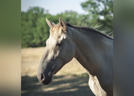 PRE, Mare, 2 years, 16 hh, Perlino