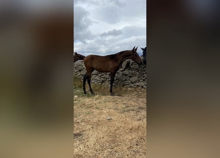 PRE Mix, Mare, 2 years, Brown