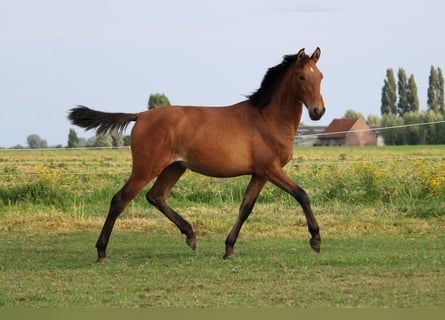 PRE, Mare, 2 years, Brown