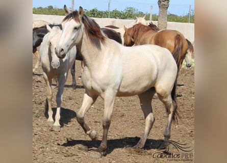 PRE, Mare, 2 years, Buckskin