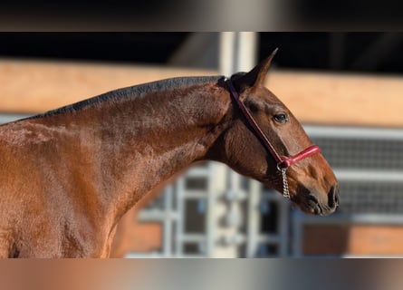 PRE Mix, Mare, 2 years