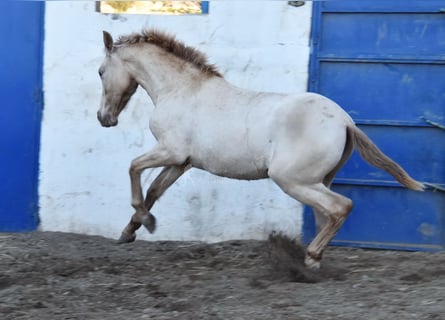 PRE, Mare, 2 years, Pearl